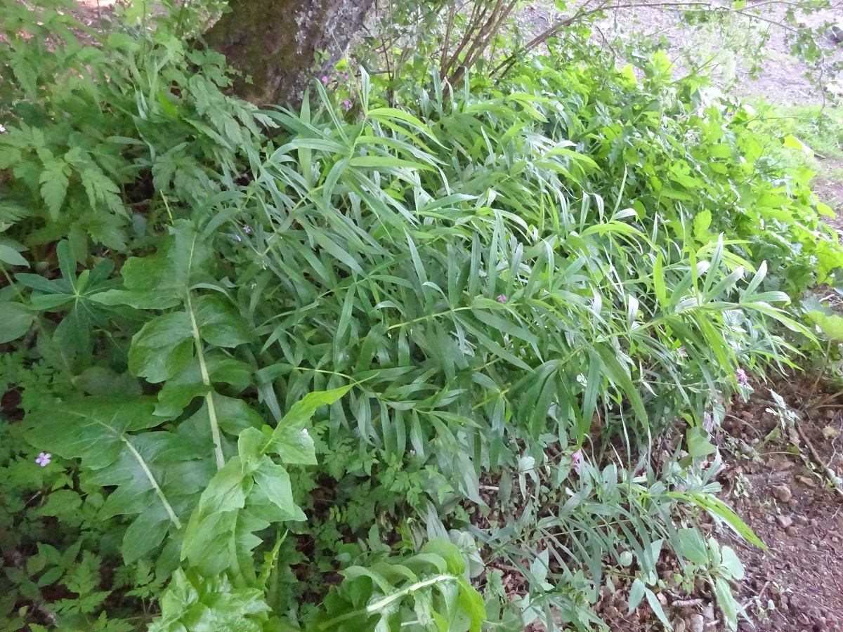 Polygonatum verticillatum (Asparagaceae)
